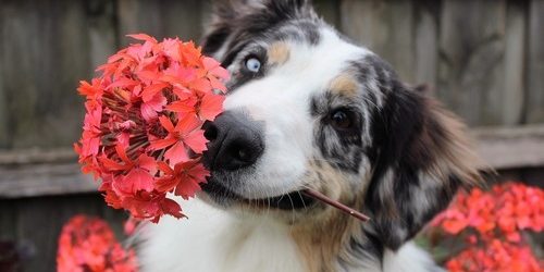 flowers-1845074_1920.jpg