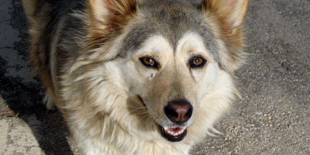 dog t2.jpg