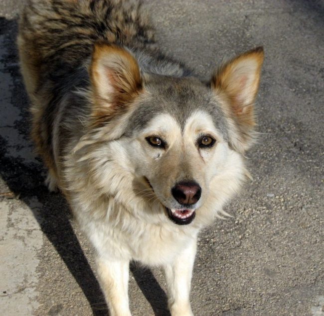 dog t2.jpg