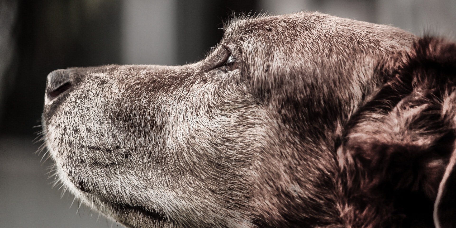 dog-hybrid-crete-pet