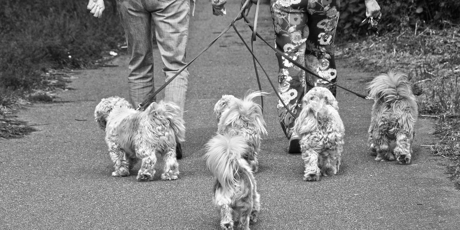 little-dogs-3430120_1920