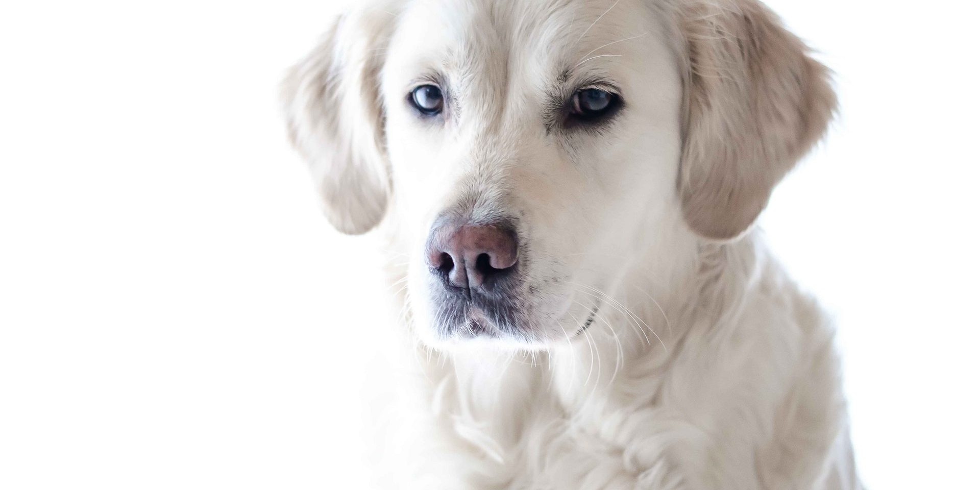 wildlife-photography-pet-photography-dog-animal-159541