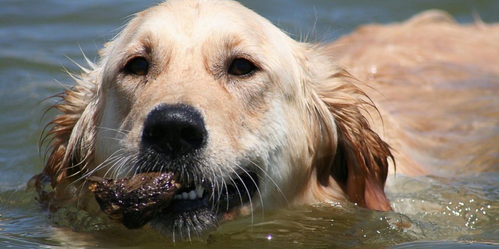 golden-retriever-swimming-1-1359157.jpg