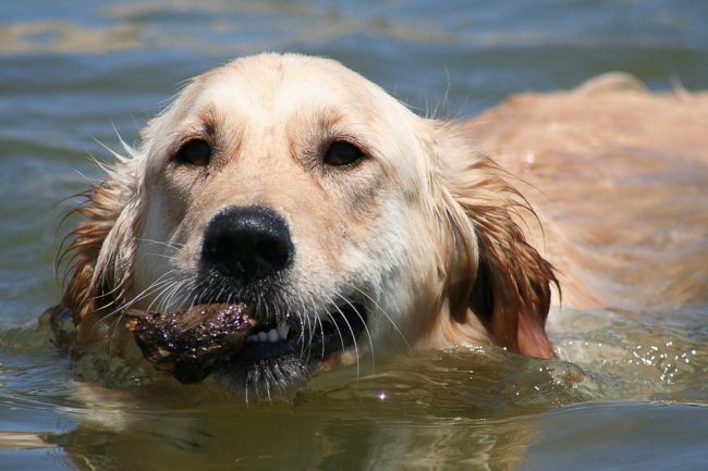 golden-retriever-swimming-1-1359157.jpg